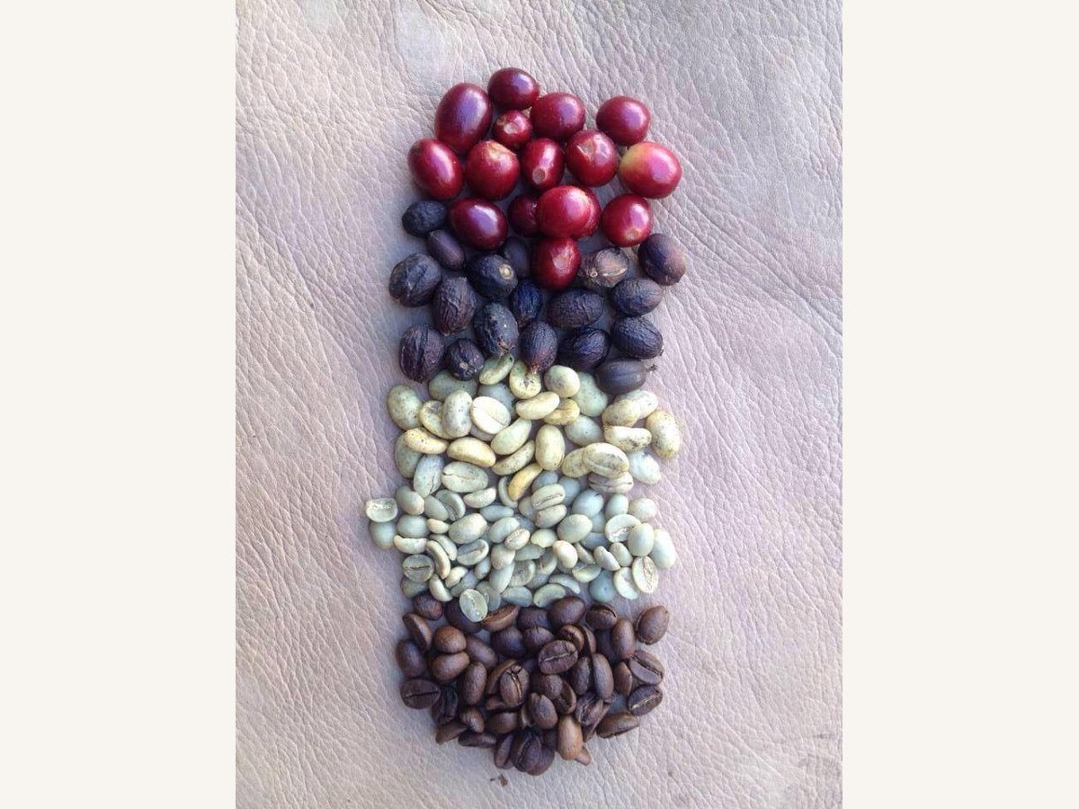 Coffee cherries, green beans and roasted beans arranged for comparison