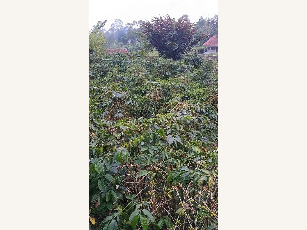 Coffee plants photographed in Indonesia