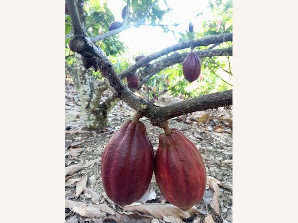 Cacao pods growing on a tree
