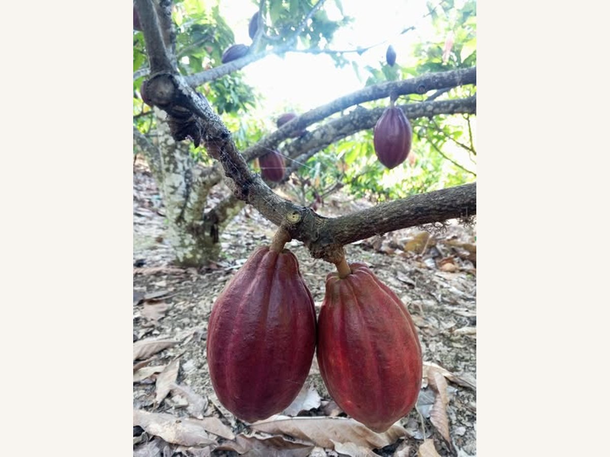 Cacao pods growing on a tree