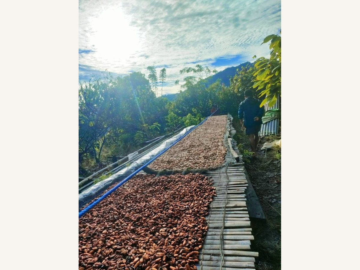 Cacao beans spread on a raised drying surface