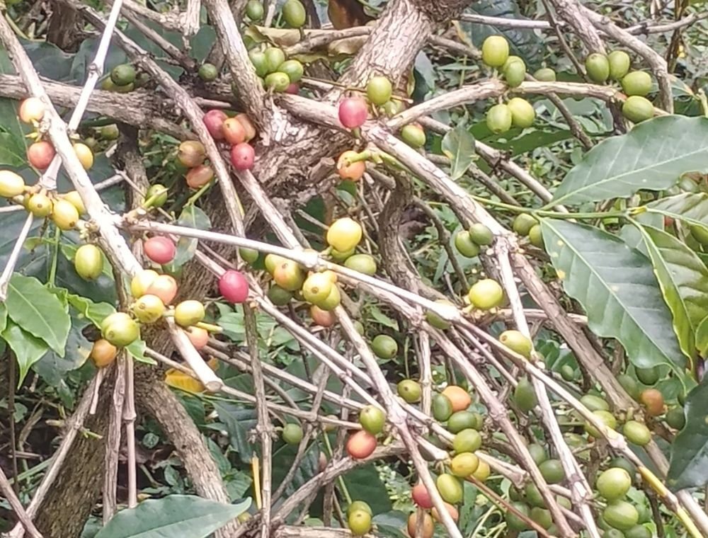Kaffeefarm im Hochland von West-Java