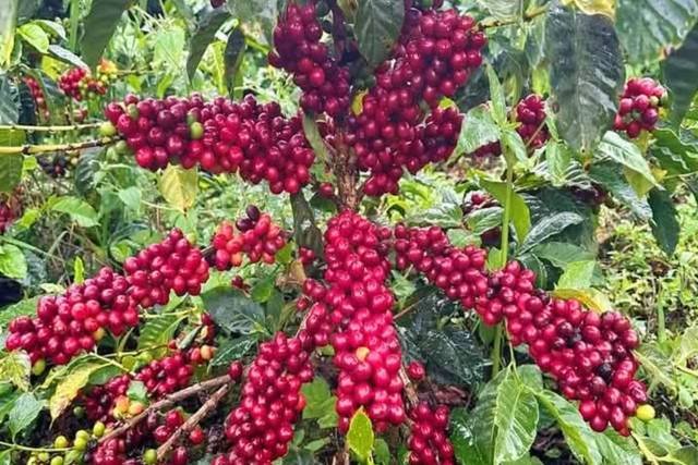 Reife indonesische Arabica-Kaffeekirschen