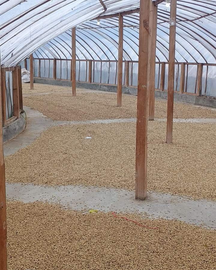 Rohkaffee trocknet unter Abdeckung