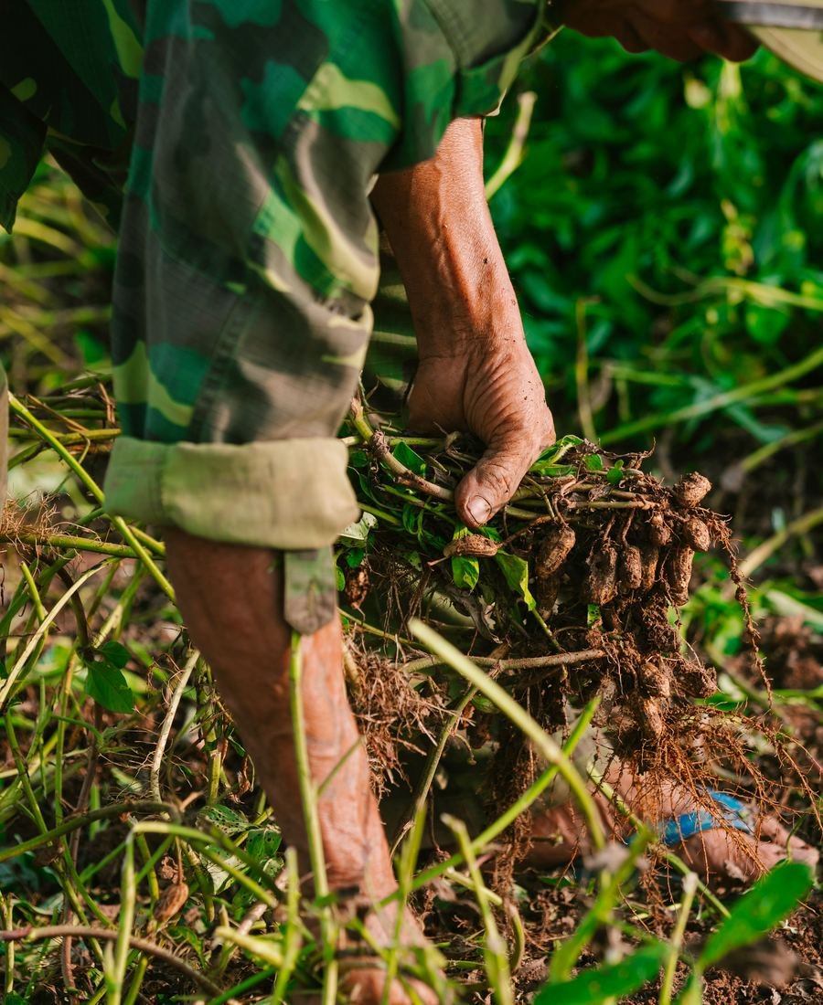 Fresh roots being gathered in the field