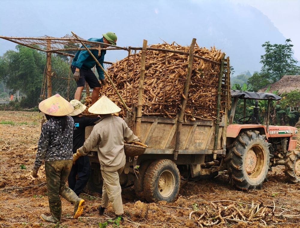 Workers loading freshly harvested roots for handling