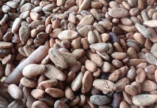 Fermented Indonesian cacao beans up close