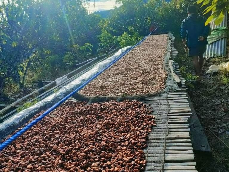 Indonesian cacao drying after fermentation