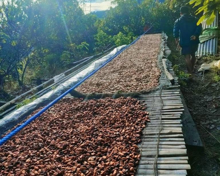 Cacao beans sun-drying on raised beds at a hillside farm in Indonesia