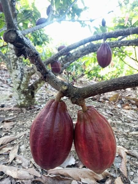 Cacao pods on the tree — EUDR covers coffee and cacao origins
