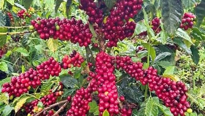 Ripe red coffee cherries on the branch in Indonesia