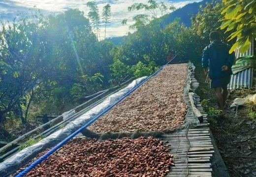 Cacao beans drying on raised racks at an Indonesian partner farm — inspected sourcing across Asia