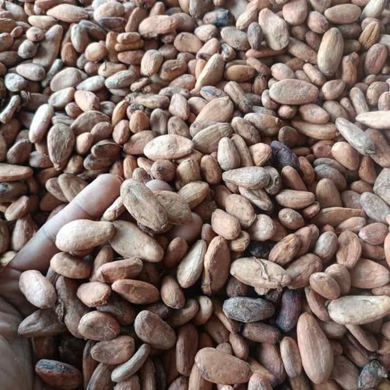 Pure cacao nibs